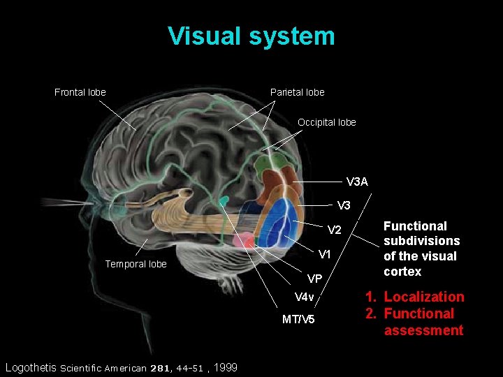 Visual system Frontal lobe Parietal lobe Occipital lobe V 3 A V 3 V