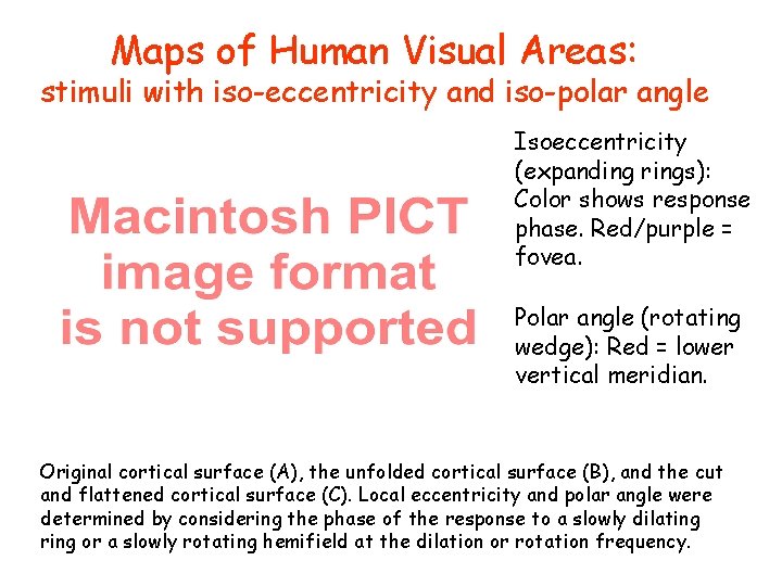 Maps of Human Visual Areas: stimuli with iso-eccentricity and iso-polar angle Isoeccentricity (expanding rings):