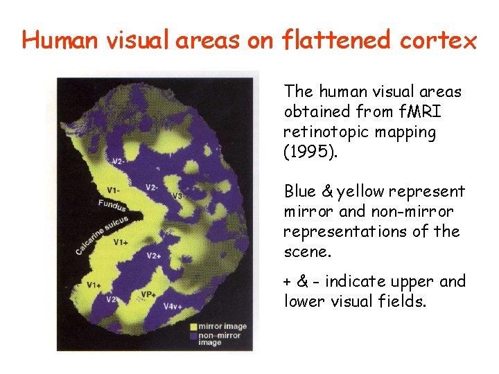 Human visual areas on flattened cortex The human visual areas obtained from f. MRI