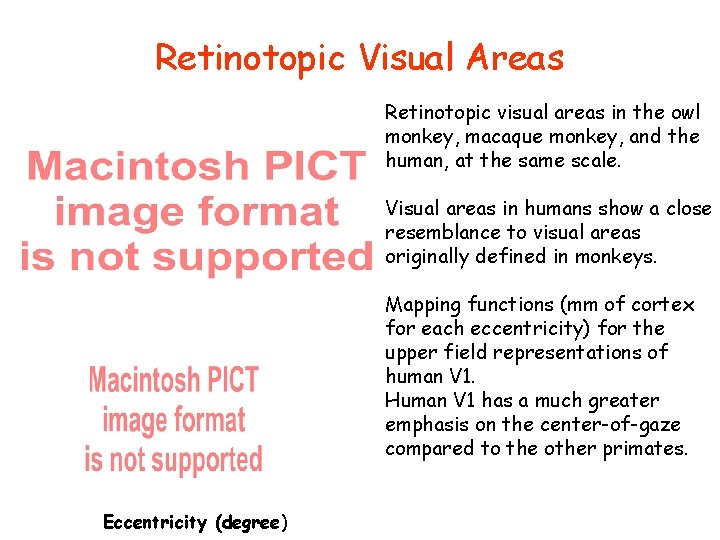 Retinotopic Visual Areas Retinotopic visual areas in the owl monkey, macaque monkey, and the