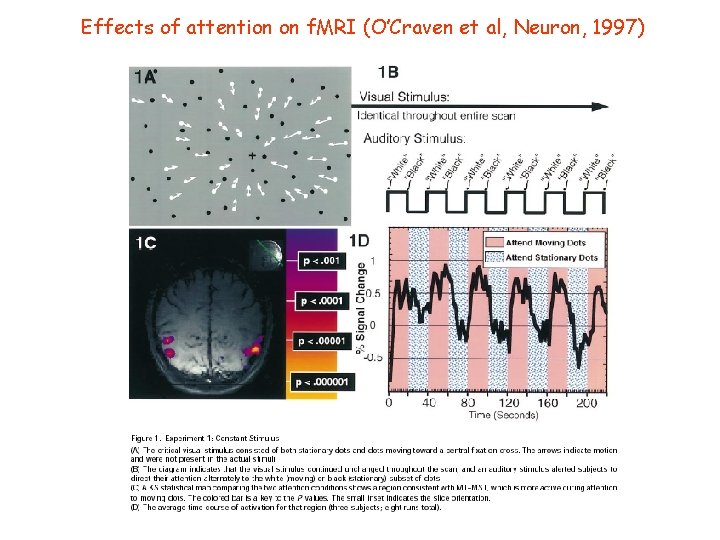 Effects of attention on f. MRI (O’Craven et al, Neuron, 1997) 