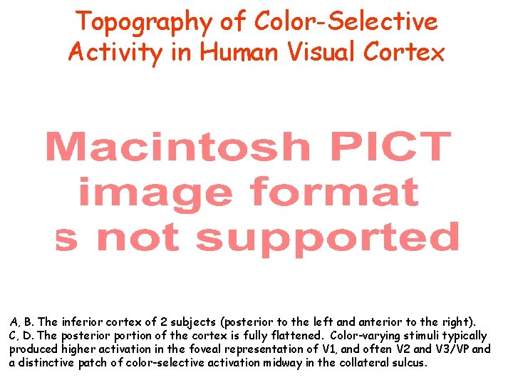 Topography of Color-Selective Activity in Human Visual Cortex A, B. The inferior cortex of