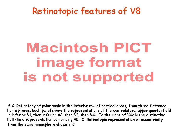 Retinotopic features of V 8 A-C. Retinotopy of polar angle in the inferior row