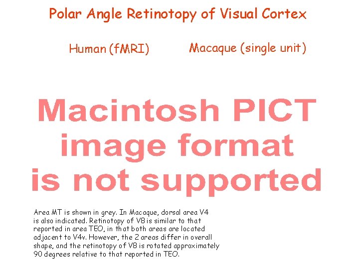 Polar Angle Retinotopy of Visual Cortex Human (f. MRI) Macaque (single unit) Area MT