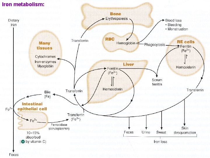 Iron metabolism: 