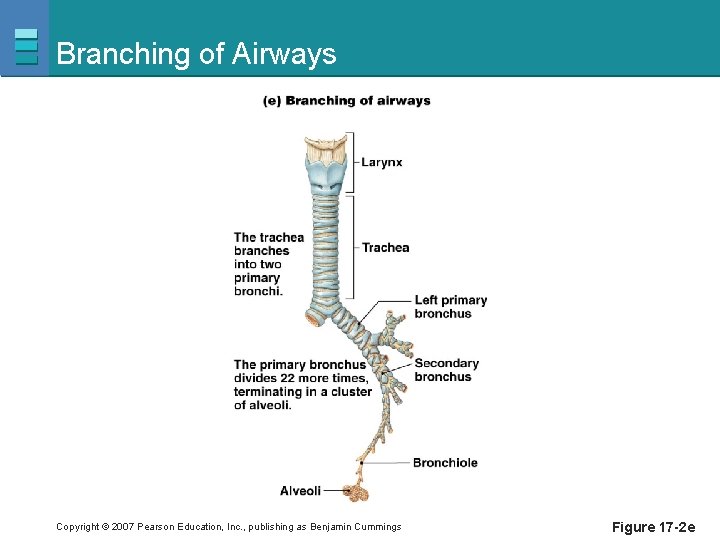 Branching of Airways Copyright © 2007 Pearson Education, Inc. , publishing as Benjamin Cummings