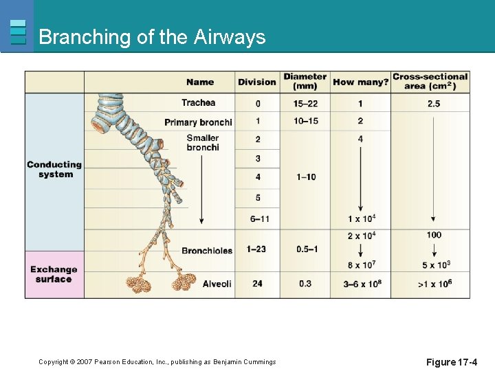 Branching of the Airways Copyright © 2007 Pearson Education, Inc. , publishing as Benjamin