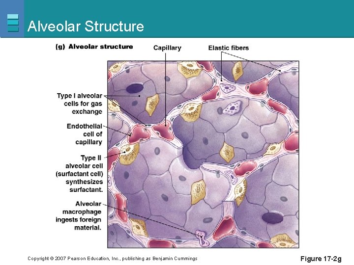 Alveolar Structure Copyright © 2007 Pearson Education, Inc. , publishing as Benjamin Cummings Figure