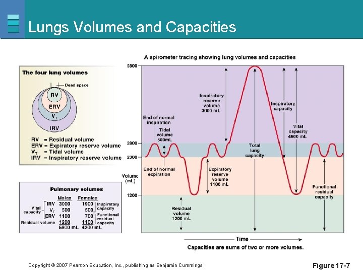 Lungs Volumes and Capacities Copyright © 2007 Pearson Education, Inc. , publishing as Benjamin