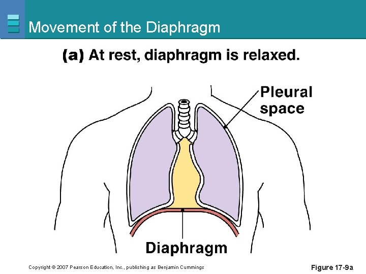 Movement of the Diaphragm Copyright © 2007 Pearson Education, Inc. , publishing as Benjamin