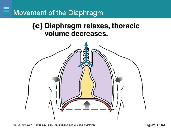 Movement of the Diaphragm Copyright © 2007 Pearson Education, Inc. , publishing as Benjamin