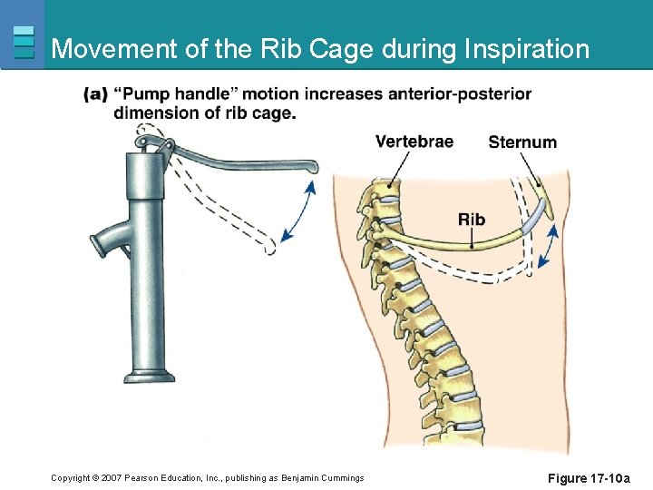 Movement of the Rib Cage during Inspiration Copyright © 2007 Pearson Education, Inc. ,