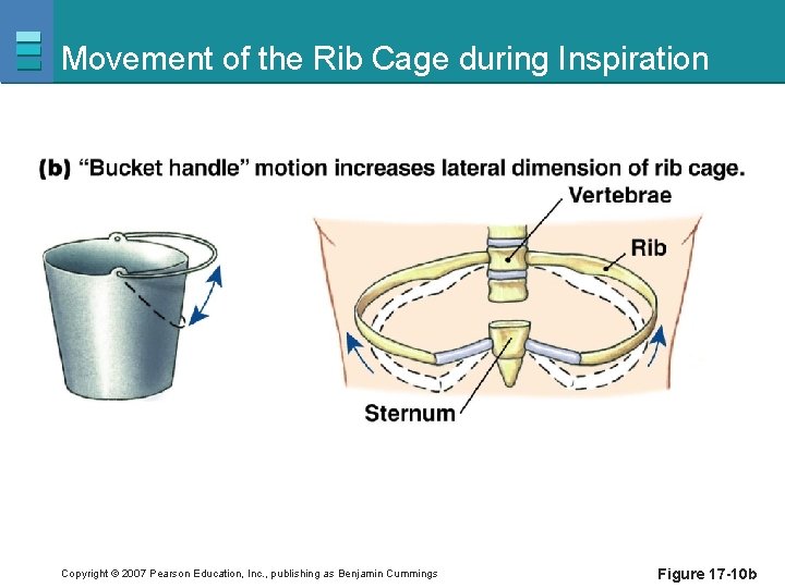 Movement of the Rib Cage during Inspiration Copyright © 2007 Pearson Education, Inc. ,