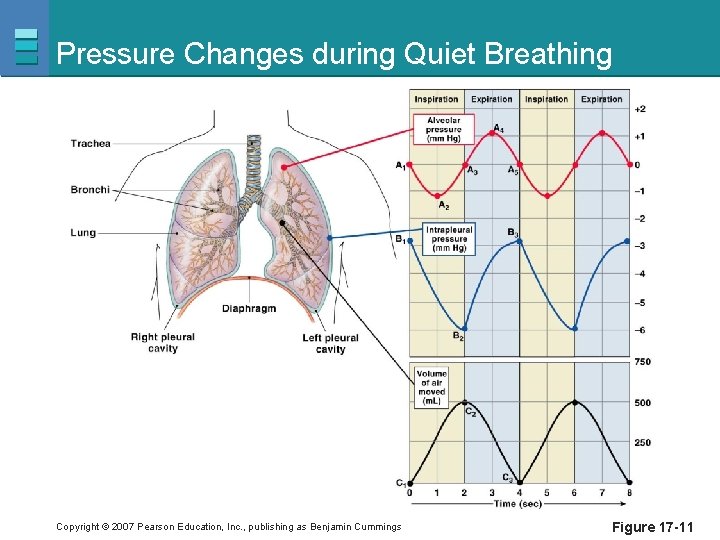 Pressure Changes during Quiet Breathing Copyright © 2007 Pearson Education, Inc. , publishing as