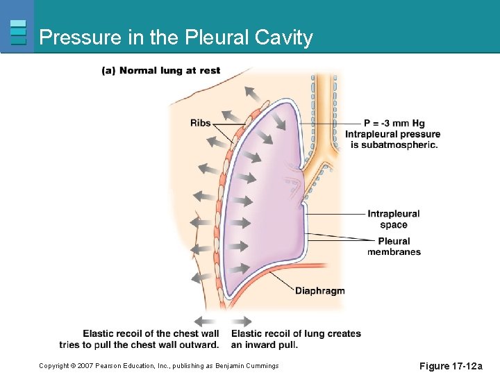 Pressure in the Pleural Cavity Copyright © 2007 Pearson Education, Inc. , publishing as