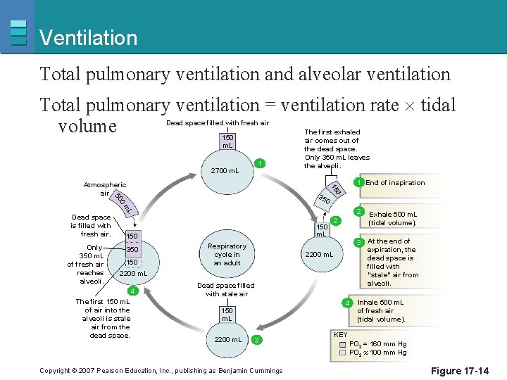 Ventilation Total pulmonary ventilation and alveolar ventilation Total pulmonary ventilation = ventilation rate tidal