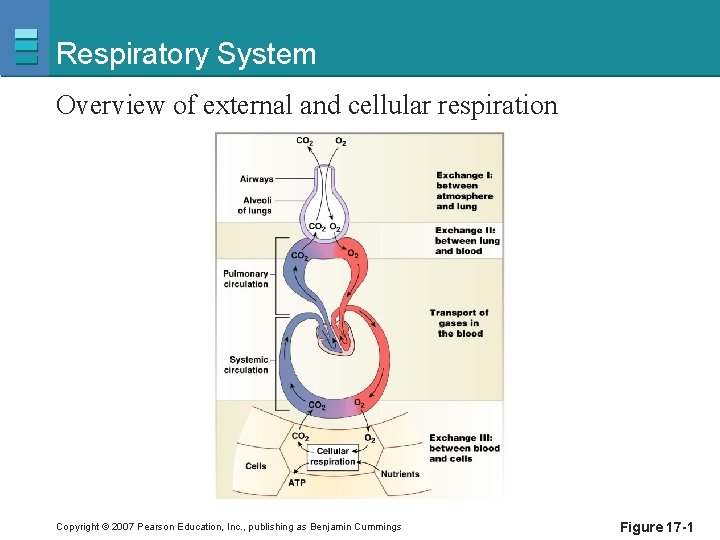 Respiratory System Overview of external and cellular respiration Copyright © 2007 Pearson Education, Inc.