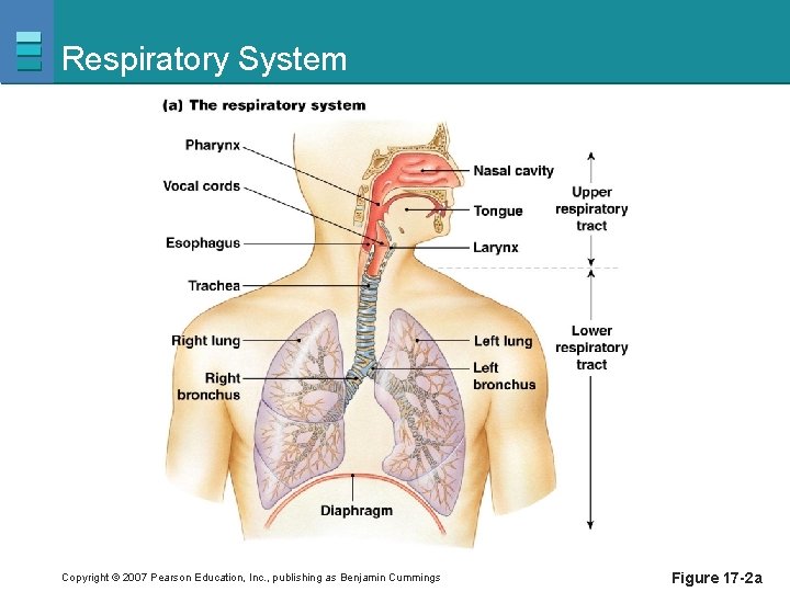 Respiratory System Copyright © 2007 Pearson Education, Inc. , publishing as Benjamin Cummings Figure