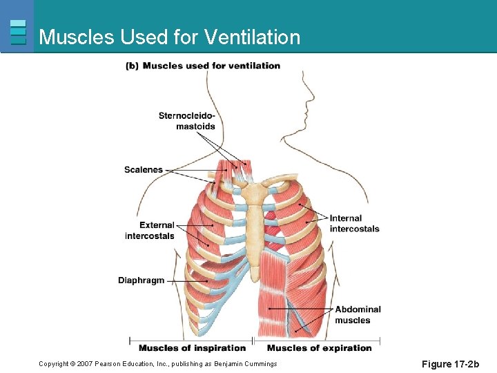 Muscles Used for Ventilation Copyright © 2007 Pearson Education, Inc. , publishing as Benjamin