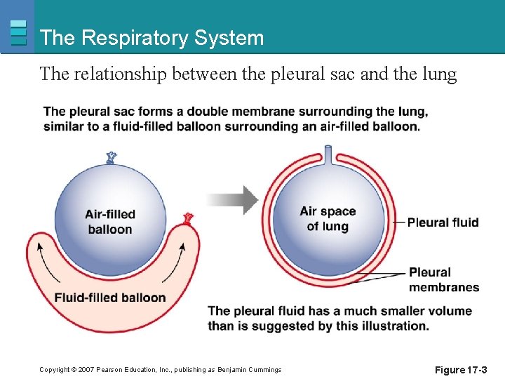The Respiratory System The relationship between the pleural sac and the lung Copyright ©