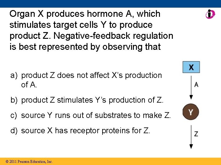 Organ X produces hormone A, which stimulates target cells Y to produce product Z.