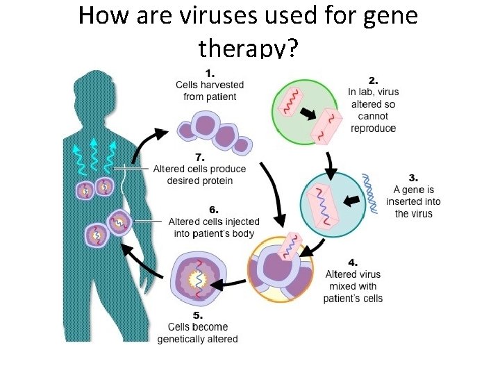 How are viruses used for gene therapy? 