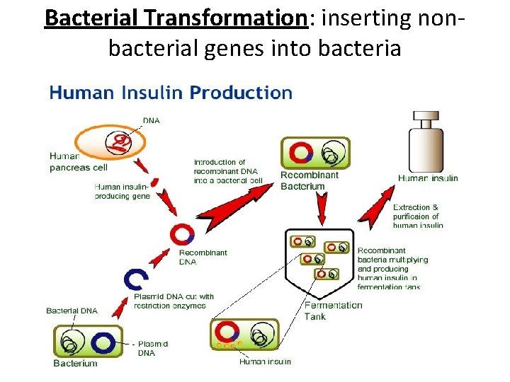 Bacterial Transformation: inserting nonbacterial genes into bacteria 