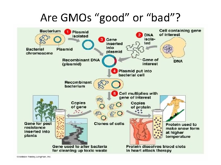 Are GMOs “good” or “bad”? 