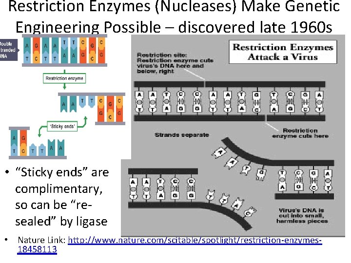 Restriction Enzymes (Nucleases) Make Genetic Engineering Possible – discovered late 1960 s • “Sticky