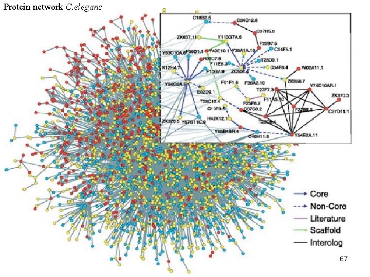 Protein network C. elegans 67 