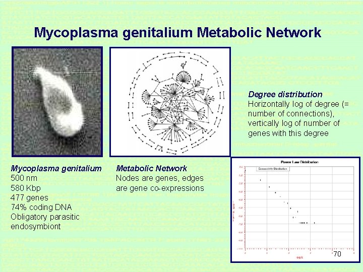 Mycoplasma genitalium Metabolic Network Degree distribution Horizontally log of degree (= number of connections),