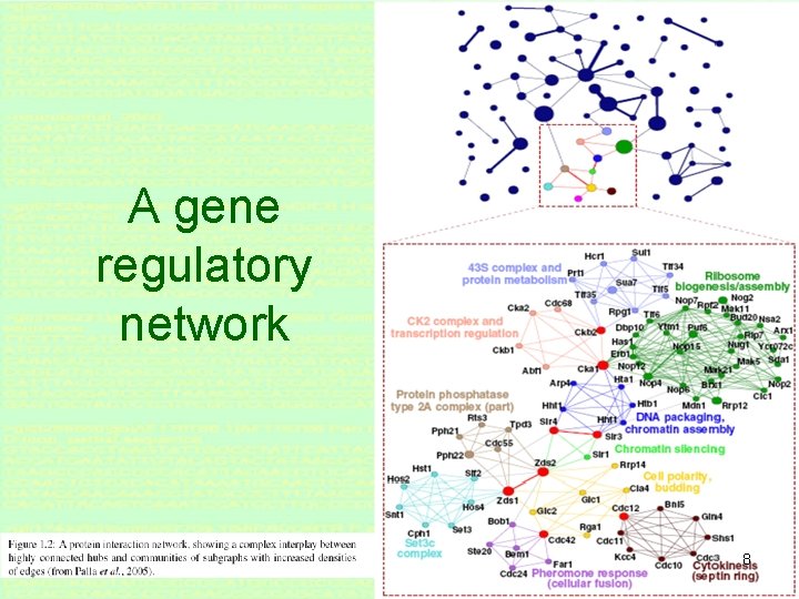 A gene regulatory network 8 