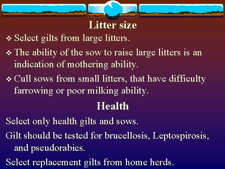 Litter size v Select gilts from large litters. v The ability of the sow