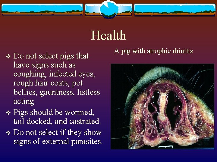 Health Do not select pigs that have signs such as coughing, infected eyes, rough