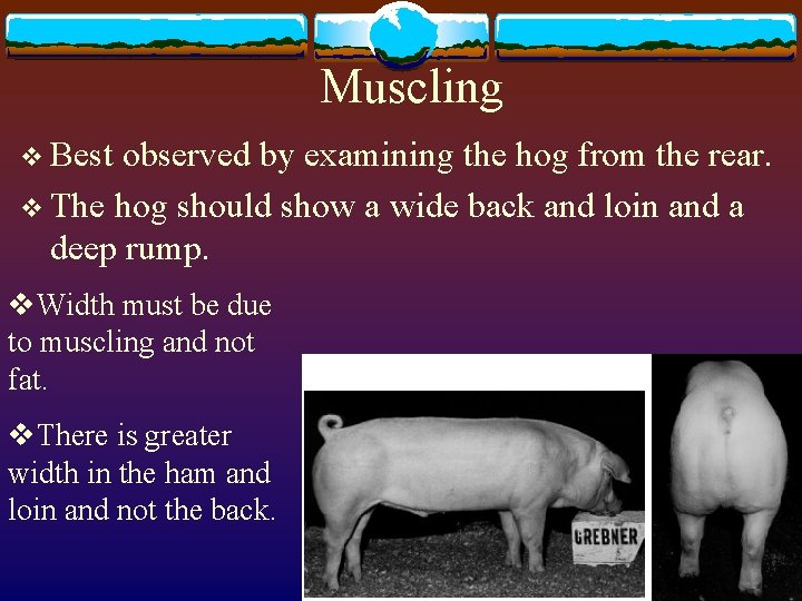 Muscling v Best observed by examining the hog from the rear. v The hog