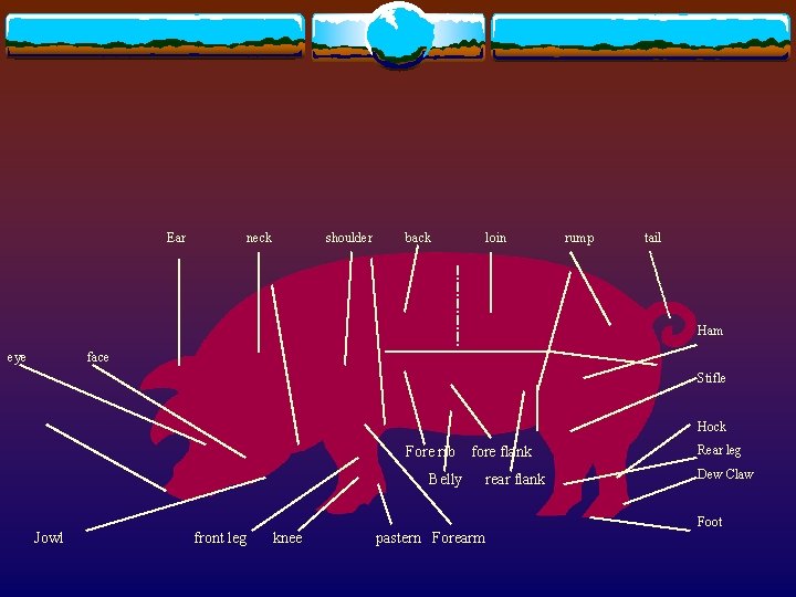 Ear neck shoulder back loin rump tail Ham eye face Stifle Hock Fore rib