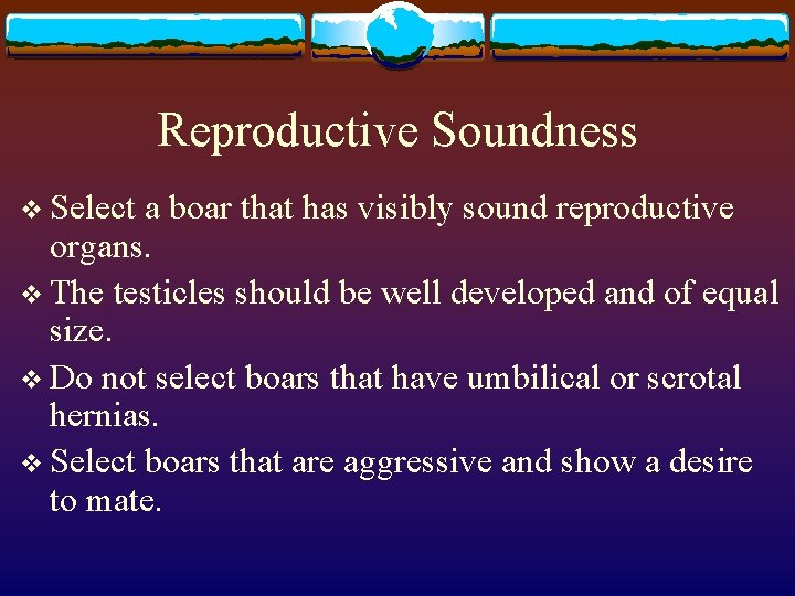 Reproductive Soundness v Select a boar that has visibly sound reproductive organs. v The