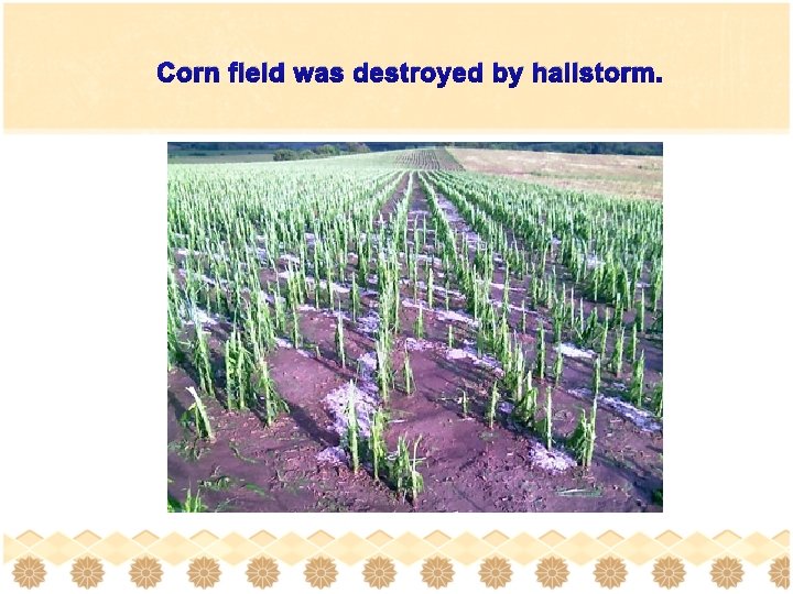 Corn field was destroyed by hailstorm. 