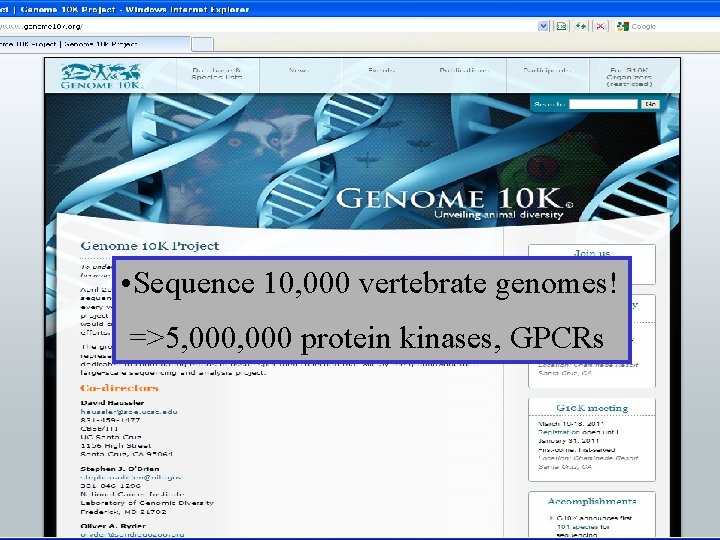  • Sequence 10, 000 vertebrate genomes! =>5, 000 protein kinases, GPCRs 