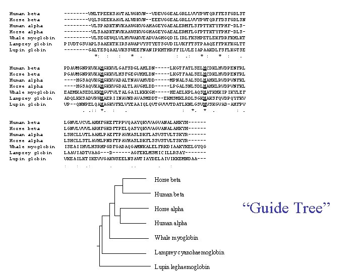 Human beta ----VHLTPEEKSAVTALWGKVN–-VDEVGGEALGRLLVVYPWTQRFFESFGDLST Horse beta ----VQLSGEEKAAVLALWDKVN–-EEEVGGEALGRLLVVYPWTQRFFDSFGDLSN Human alpha -----VLSPADKTNVKAAWGKVGAHAGEYGAEALERMFLSFPTTKTYFPHF-DLSHorse alpha -----VLSAADKTNVKAAWSKVGGHAGEYGAEALERMFLGFPTTKTYFPHF-DLSWhale myoglobin -----VLSEGEWQLVLHVWAKVEADVAGHGQDILIRLFKSHPETLEKFDRFKHLKT Lamprey