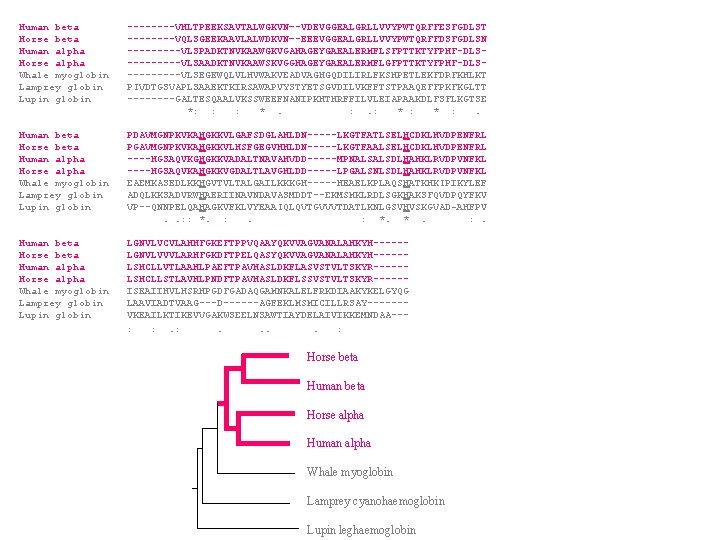 Human beta ----VHLTPEEKSAVTALWGKVN–-VDEVGGEALGRLLVVYPWTQRFFESFGDLST Horse beta ----VQLSGEEKAAVLALWDKVN–-EEEVGGEALGRLLVVYPWTQRFFDSFGDLSN Human alpha -----VLSPADKTNVKAAWGKVGAHAGEYGAEALERMFLSFPTTKTYFPHF-DLSHorse alpha -----VLSAADKTNVKAAWSKVGGHAGEYGAEALERMFLGFPTTKTYFPHF-DLSWhale myoglobin -----VLSEGEWQLVLHVWAKVEADVAGHGQDILIRLFKSHPETLEKFDRFKHLKT Lamprey