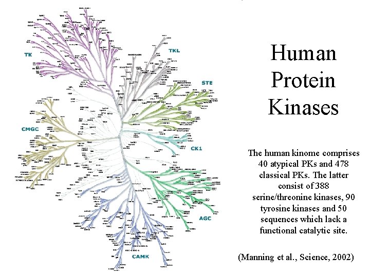 Human Protein Kinases The human kinome comprises 40 atypical PKs and 478 classical PKs.