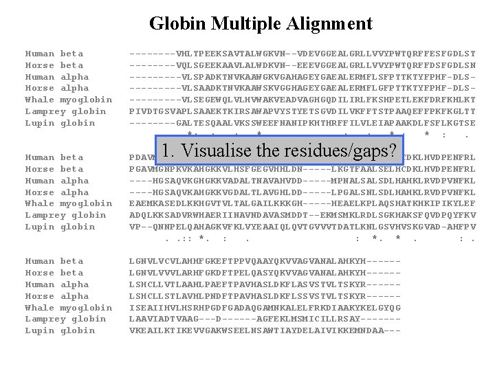 Globin Multiple Alignment Human beta ----VHLTPEEKSAVTALWGKVN–-VDEVGGEALGRLLVVYPWTQRFFESFGDLST Horse beta ----VQLSGEEKAAVLALWDKVN–-EEEVGGEALGRLLVVYPWTQRFFDSFGDLSN Human alpha -----VLSPADKTNVKAAWGKVGAHAGEYGAEALERMFLSFPTTKTYFPHF-DLSHorse alpha -----VLSAADKTNVKAAWSKVGGHAGEYGAEALERMFLGFPTTKTYFPHF-DLSWhale