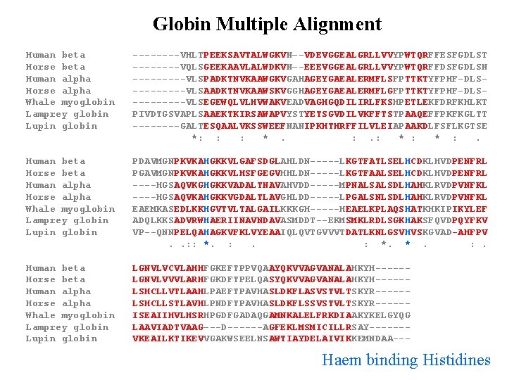 Globin Multiple Alignment Human beta ----VHLTPEEKSAVTALWGKVN–-VDEVGGEALGRLLVVYPWTQRFFESFGDLST Horse beta ----VQLSGEEKAAVLALWDKVN–-EEEVGGEALGRLLVVYPWTQRFFDSFGDLSN Human alpha -----VLSPADKTNVKAAWGKVGAHAGEYGAEALERMFLSFPTTKTYFPHF-DLSHorse alpha -----VLSAADKTNVKAAWSKVGGHAGEYGAEALERMFLGFPTTKTYFPHF-DLSWhale