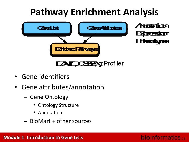 Pathway Enrichment Analysis , g: Profiler • Gene identifiers • Gene attributes/annotation – Gene