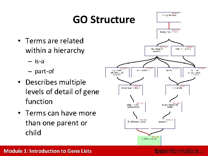 GO Structure • Terms are related within a hierarchy – is-a – part-of •