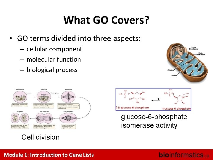 What GO Covers? • GO terms divided into three aspects: – cellular component –