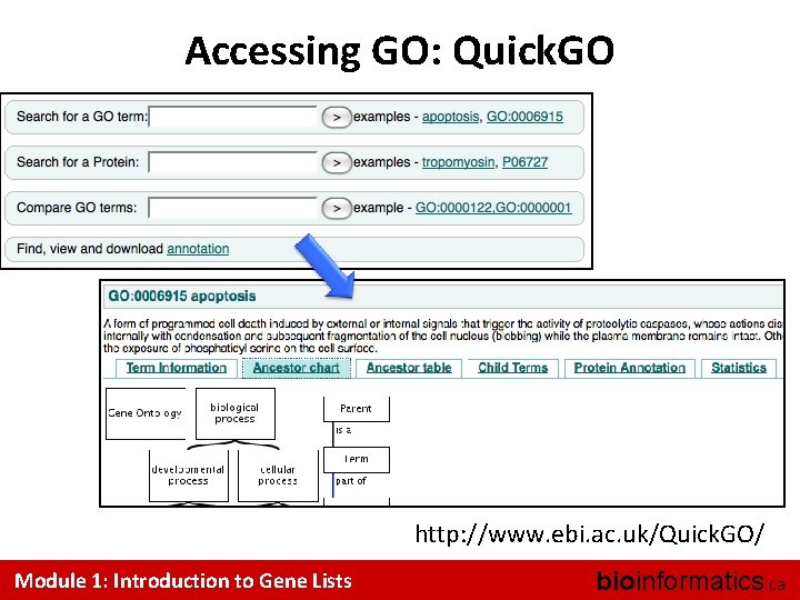 Accessing GO: Quick. GO http: //www. ebi. ac. uk/Quick. GO/ Module 1: Introduction to