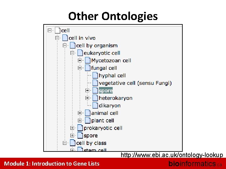 Other Ontologies http: //www. ebi. ac. uk/ontology-lookup Module 1: Introduction to Gene Lists bioinformatics.