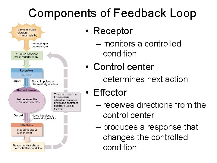 Components of Feedback Loop • Receptor – monitors a controlled condition • Control center Components of Feedback Loop • Receptor – monitors a controlled condition • Control center